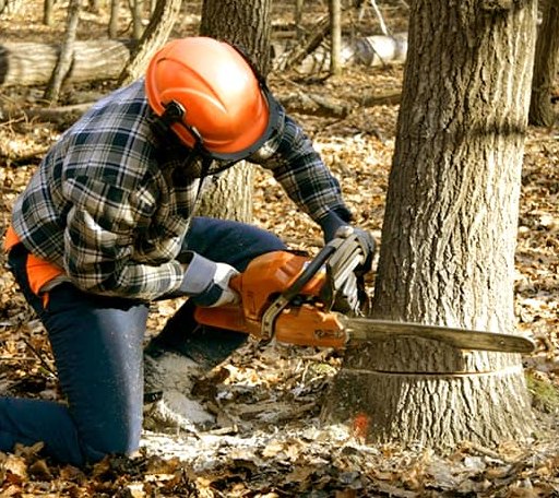 Tree Removal in Dickens, TX